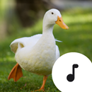 Duck Sounds & Quacking APK