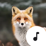 Fox Sounds & Calls