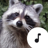 Raccoon Sounds & Calls