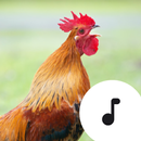 Rooster Sounds & Crowing APK