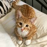 Miau