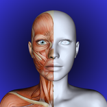 Human Anatomy - 3D