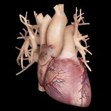 Cardiological