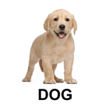 Flashcards for Kids