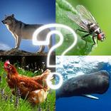 Quiz de sons do ZOO