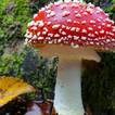 AI Fungi Scanner simgesi