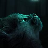 Cat Wallpapers HD 2023