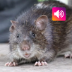 Bandicoot rat: Sound, Calls APK