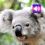 Koala: Suoni
