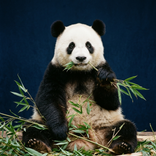 Suoni di richiamo del panda