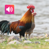 Red Junglefowl: Sound,Ringtone APK