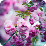 Spring Aesthetics Wallpaper