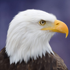 Flying Bird Eagle Simulator 3D APK