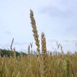 Sefirat Haomer