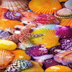 Sea Shell Wallpaper aplikacja