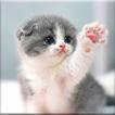 آیکون‌ Cat Wallpapers HD Cute