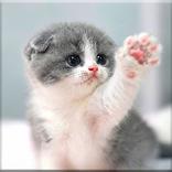 Cat Wallpaper HD