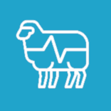 Sheep EAD AR