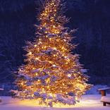 Christmas Tree Wallpapers