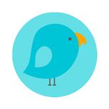 Budgie Cuba