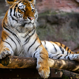 Tigres HD