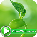 Green Video Wallpapers