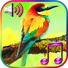 Birds Sound Ringtones icon