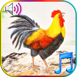 Funny Wake Up Ringtones