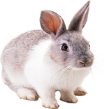 Raising Rabbit Techniques