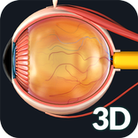 Eye Anatomy Pro.