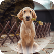 Dogs Wallpapers ไอคอน
