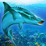 The Cobia