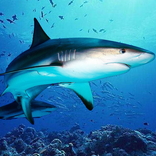 The DogFish