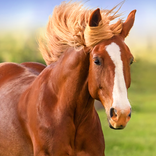 The Horse