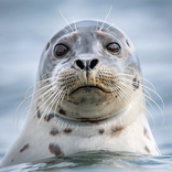 The Seal