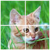 Cats Puzzle APK