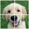 Dogs Puzzle APK