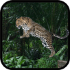 Wild Leopard Simulator 3D APK