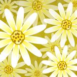 데이지 꽃 라이브 배경화면 Daisy Flower