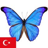 Learn Turkish Nouns
