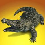 Nile Crocodile Survival
