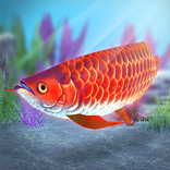 My Asian arowana Aquarium