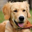 Dogs Jigsaw Puzzles icon
