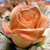 Flower Jigsaw Puzzles APK