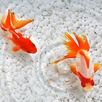 Goldfish Live Wallpaper 4K APK