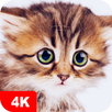 Cute Animal Wallpapers 4K APK