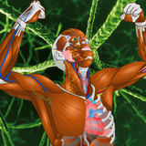 Memorix Anatomy QUIZ-APK