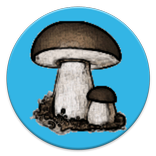 Mushrooms
