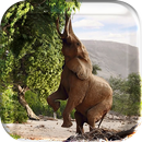 Animal Planet Live Wallpeper APK