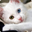 Guess the Cat: Tile Puzzle APK